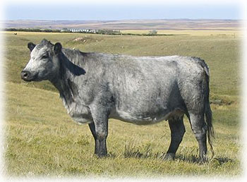 Shorthorn X Female