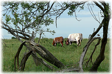 Shorthorns on pasture