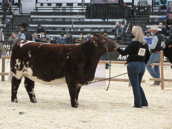 Shorthorn show at Canadian Western Agribition