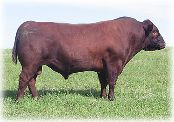 Shorthorn Herdsire